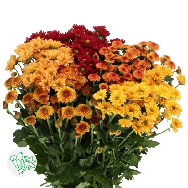 Chrysanthemum Santini Fall Mixed