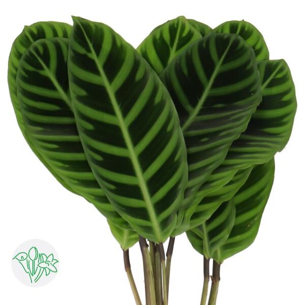 Calathea Zebrina