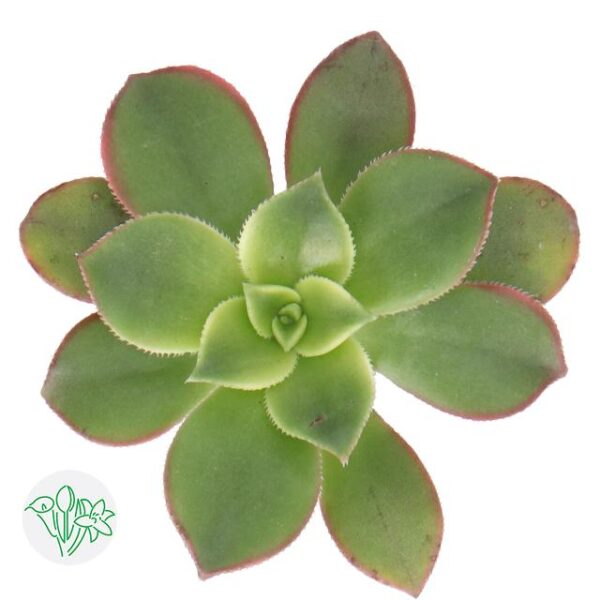 Aeonium Kiwi