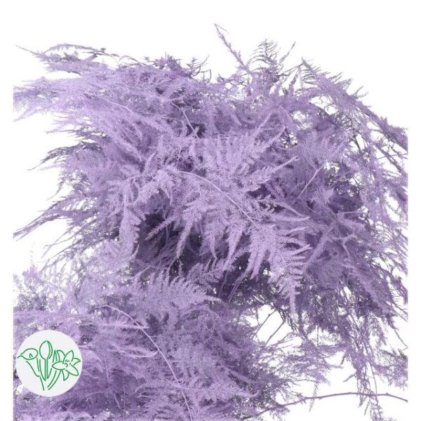 Asparagus Setaceus Dyed Feathers Milka