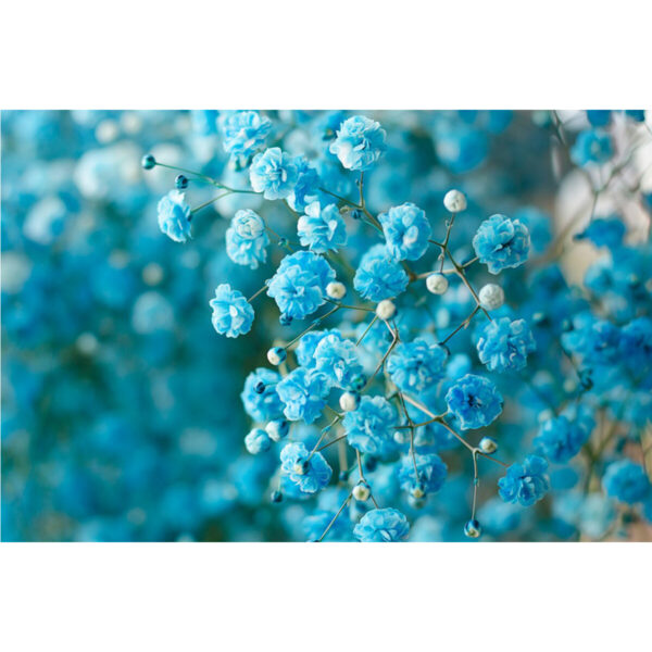Gypsophila Xlence Turquoise