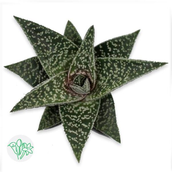 Aloe Aveo