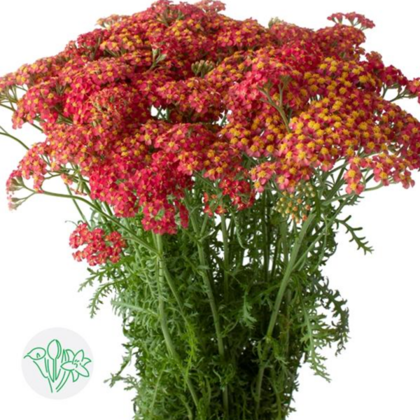 Achillea Discodip Red