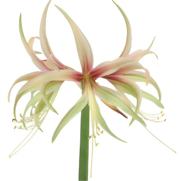 Amaryllis Tango