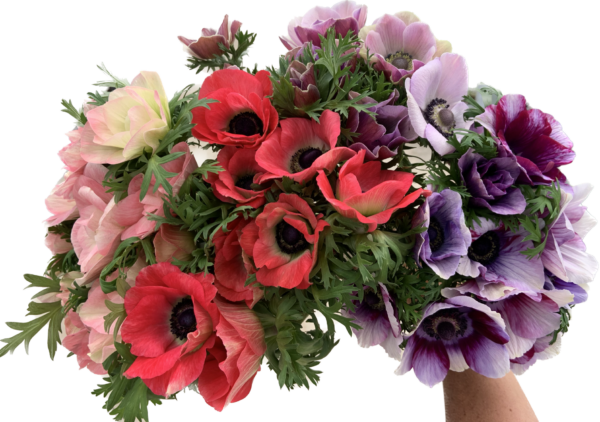 Anemone Assorted - Virgil