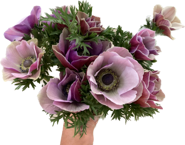 Anemone Mauve - Virgil