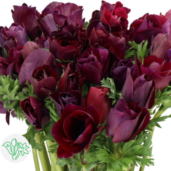 Anemone Mistral Violet
