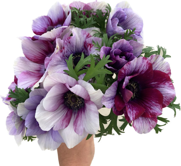 Anemone Tiger Purple - Virgil