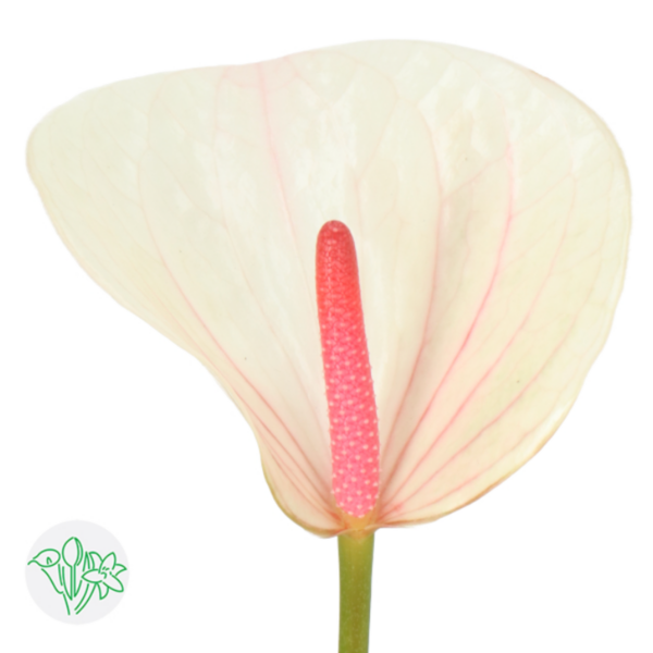 Anthurium Lovely Fantasy Love