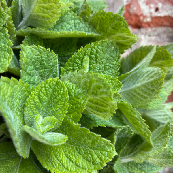 Apple Mint - Tiny Acre
