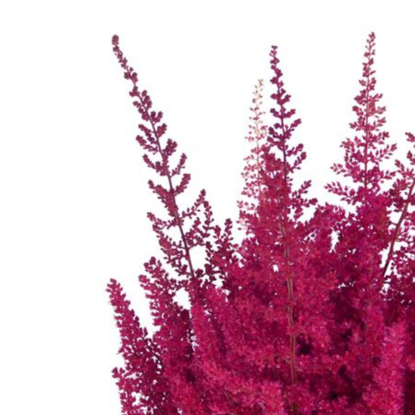Astilbe Paul Gaarder