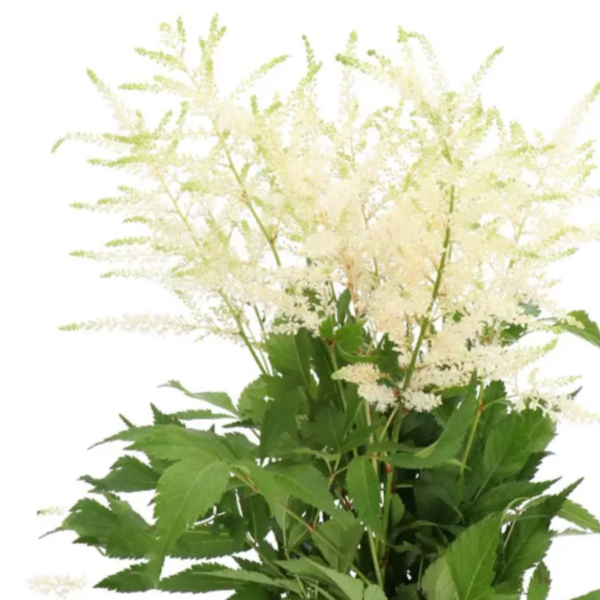 Astilbe Washington