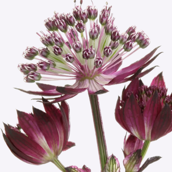 Astrantia Star Of Love