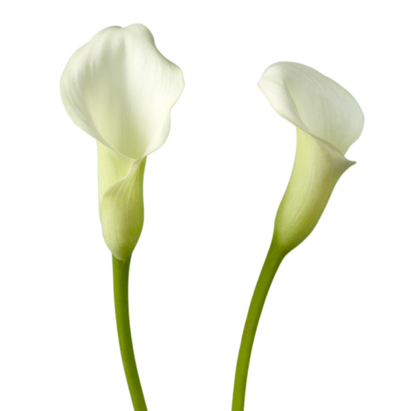 Calla Crystal White