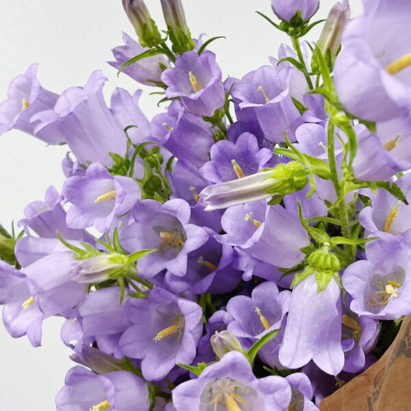 Campanula Lavender - Eddy