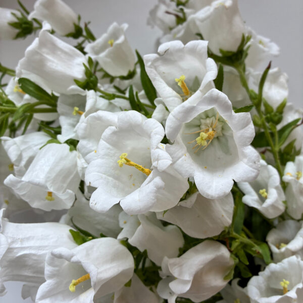 Campanula White XL - Eddy