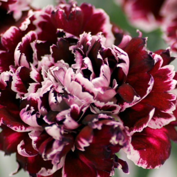 Carnation Minerva