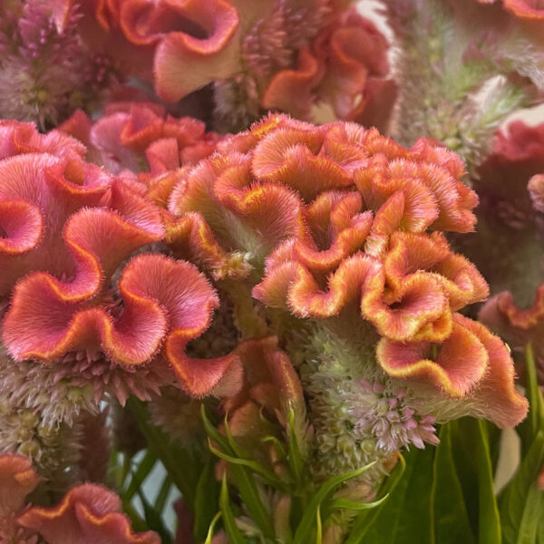 Celosia Delhi Pearl - Eddy