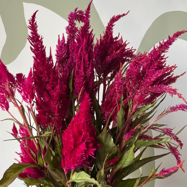 Celosia Red/Pink Feather - Eddy