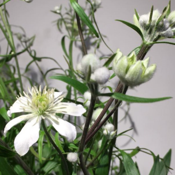 Clematis White Jewel
