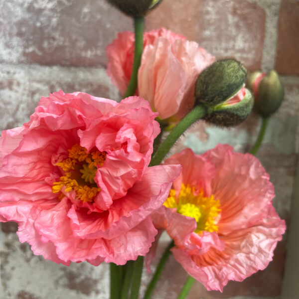 Colibri Poppy Pink - Hautau