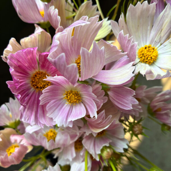 Cosmos Apricot Lemonade - XST