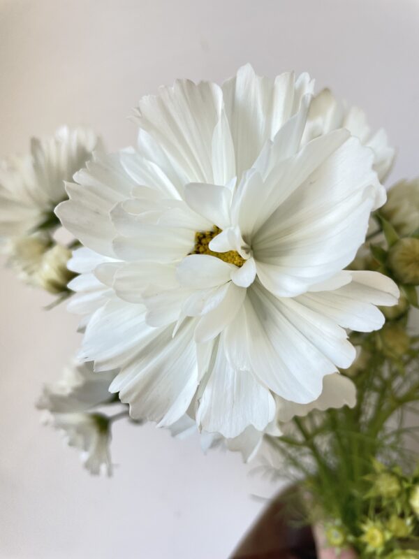 Cosmos Fizzy White - Eddy