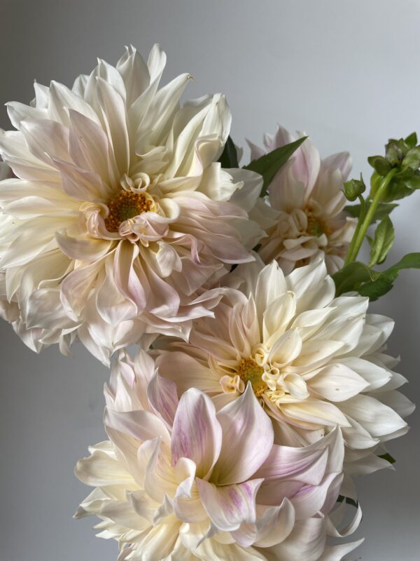 Dahlia Cafe Au Lait - Tiny Acre