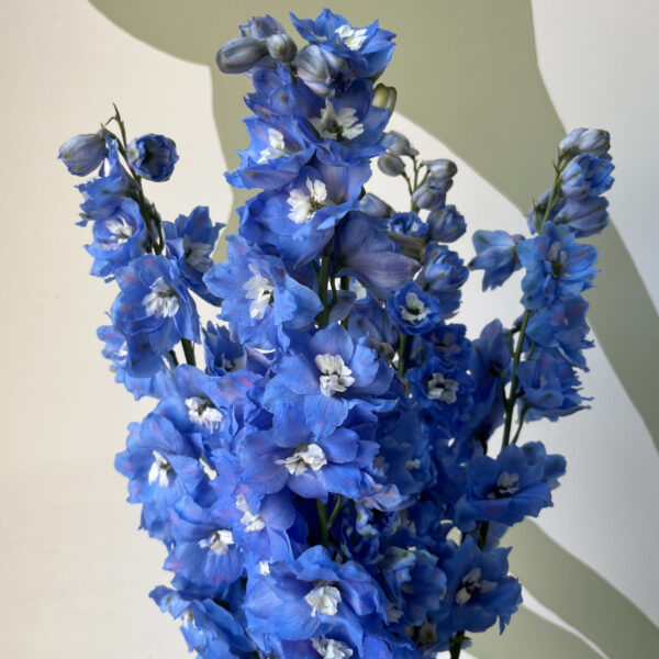 Delphinium Hybr Centurion Skyblue 80cm