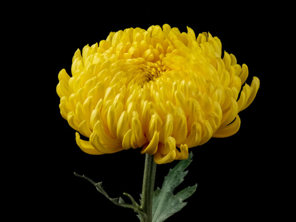 Chrysanthemum Astroid