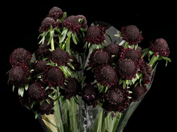 Scabiosa Blackberry Scoop