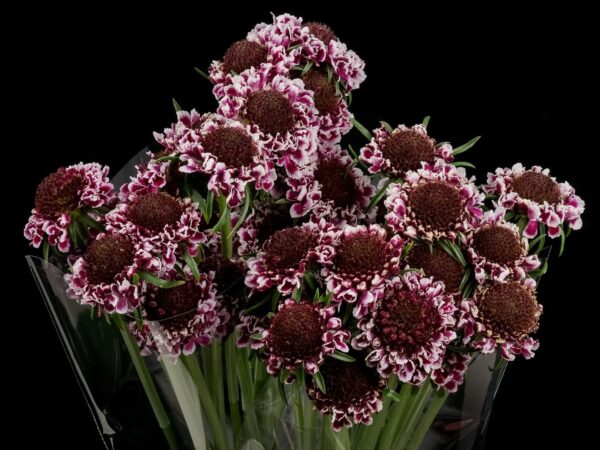 Scabiosa Cherry Vanilla Scoop