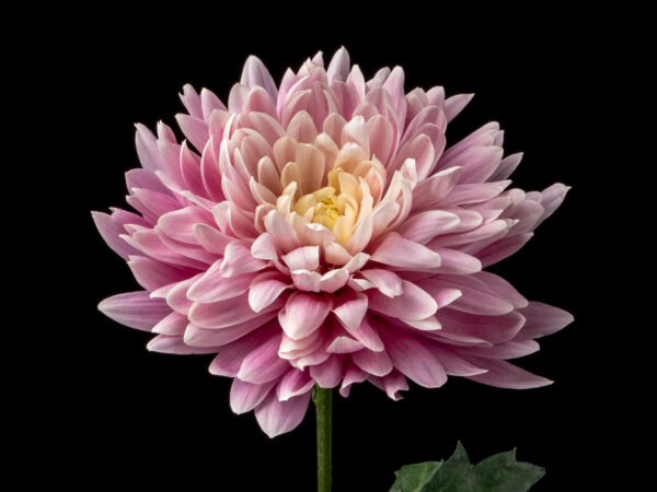 Chrysanthemum Light Salmon