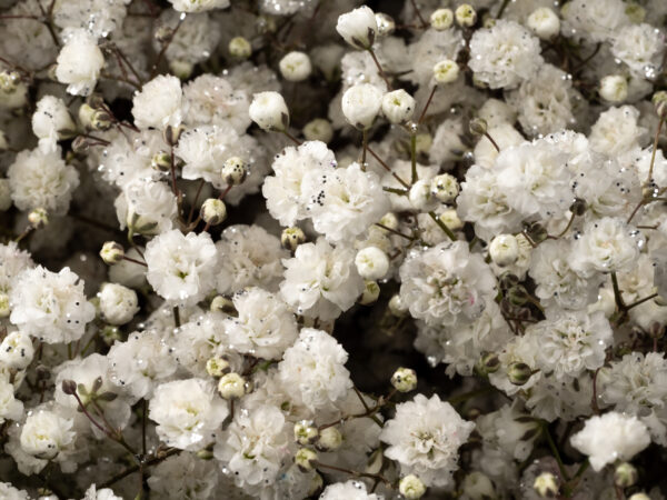 Gypsophila Xlence Silver Glitter