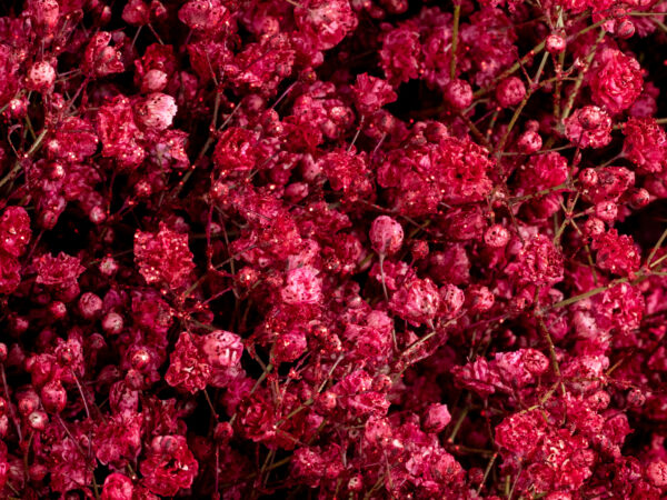 Gypsophila Xlence Glitter Xmas Red