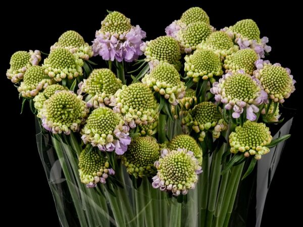 Scabiosa Lavander Scoop
