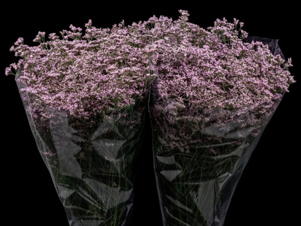 Limonium Oshi Pink