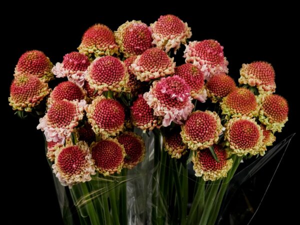 Scabiosa Marshmellow Scoop