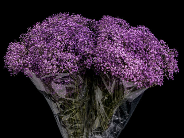 Gypsophila Xlence Mauve