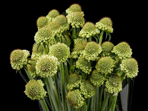 Scabiosa Milky Scoop