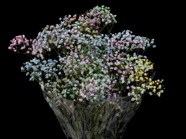 Gypsophila Xlence Rainbow