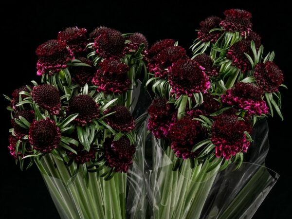 Scabiosa Red Velvet Scoop