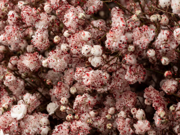 Gypsophila Xlence Rose Gold