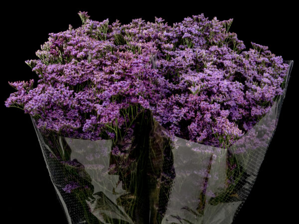 Limonium Shooting Star