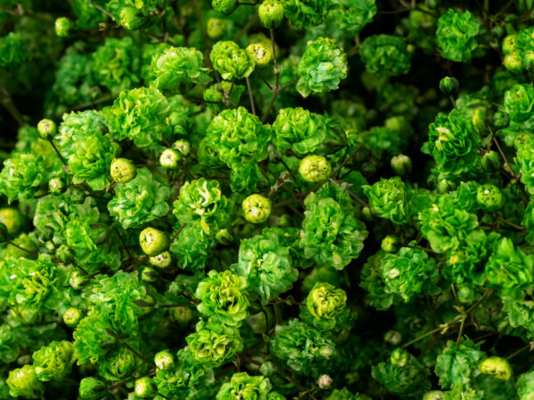 Gypsophila Xlence Xmas Green