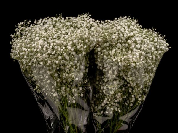 Gypsophila Xlence