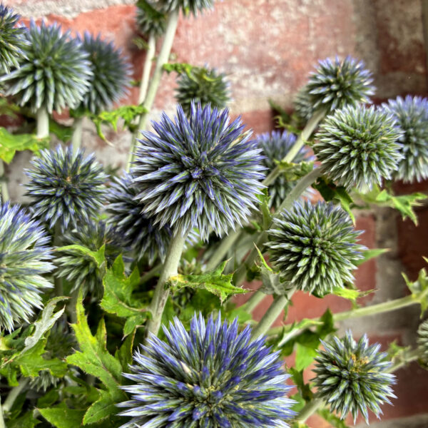 Echinops Blue - Eddy