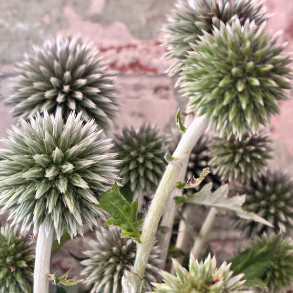 Echinops White - Eddy
