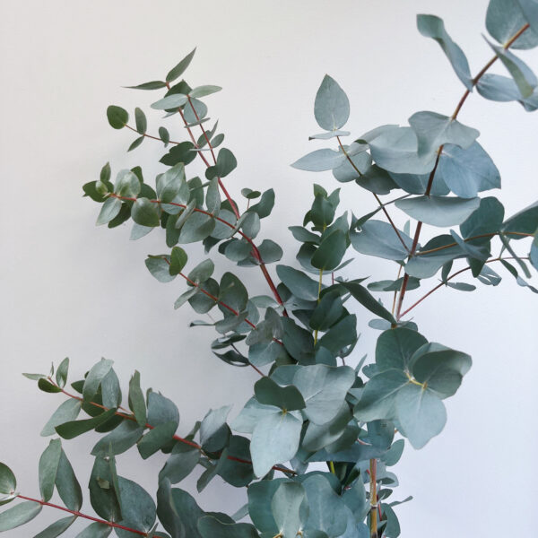 Eucalyptus Cinera