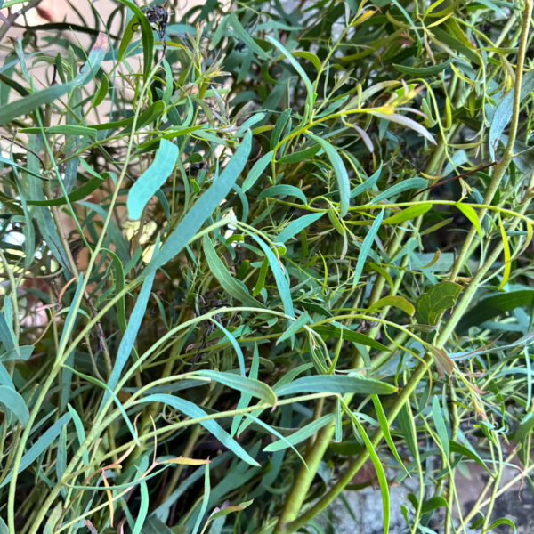 Eucalyptus Willow - Eddy